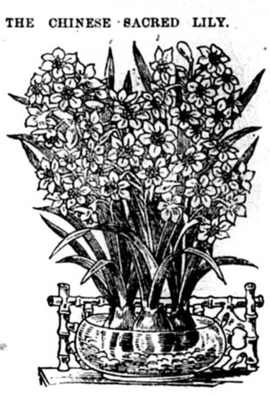 A newspaper illustration of the Chinese Sacred Lily.